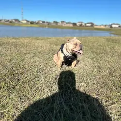 Micro Pocket Bully *Cookie*
