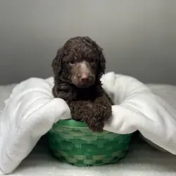 Standard Poodle Puppy - Brown - AKC