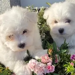 MALTESE PUPPIES FOR ADOPTION – 1 MALE & 1 FEMALE