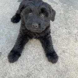 9 week Giant schnauzer
