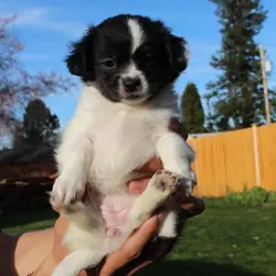Cute puppies,