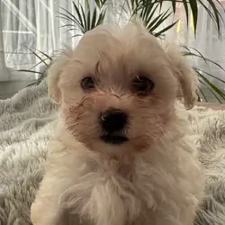 Maltese Puppies available