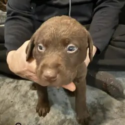 Lab puppies