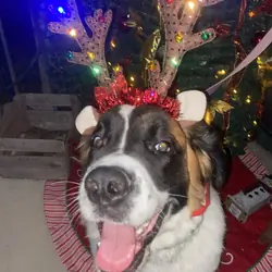 2 year old Saint bernsard