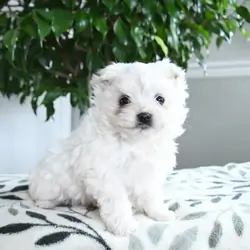 Male Maltese Puppy