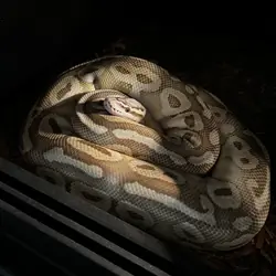 Ball Python