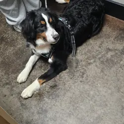 Bernese Mountain dog