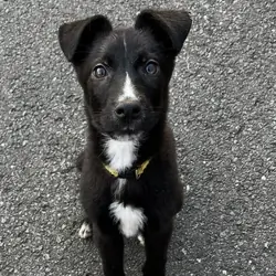 Shepsky puppies for sale
