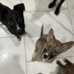 German shepherd/husky Puppies