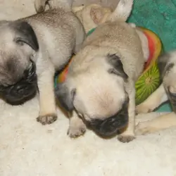 female pug puppy