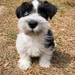 Miniature schnauzers