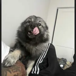 Keeshond
