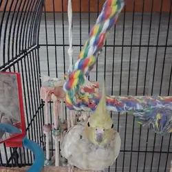 Female Cockatiel
