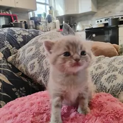 Scottish Fold kittens