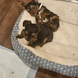 Ckc registered yorkies. 1 boy and 1 girl.