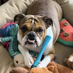 English Bulldog
