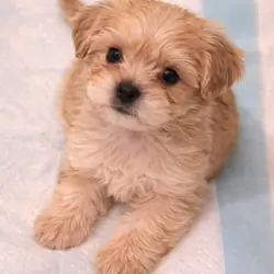 🚨 🐾 Teddy – Maltese Puppy (Fluffy & Sweet!)