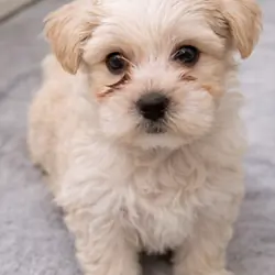 🚨 🐾 Malshi Puppy – Ready  (Won’t Last!)