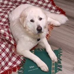 1yr old Great Pyrenees male pup