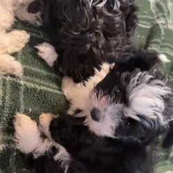 Malshipoo Puppies Ready Now – All Girls 🐶💕