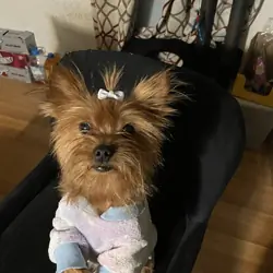 yorkshire terrier