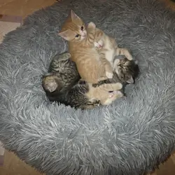 Male and female kittens.