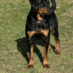 Rottweiler