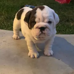 Nice Looking English Bulldog puppies