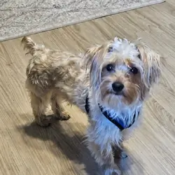 Red Sable Blonde Yorkie