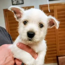 West Highland White Terrier puppies