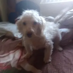 Huang (Xiao Huang) - Toy Poodle