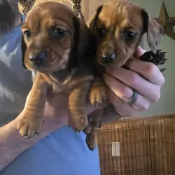 Dachshund Puppies