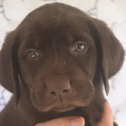 AKC Labrador Retriever