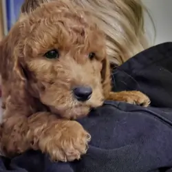 Goldendoodle Pup
