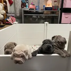 Shar-pei puppies