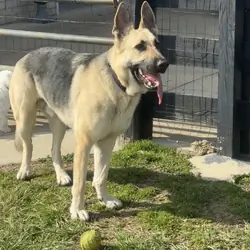 German Shepard