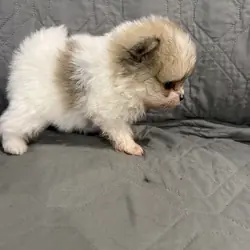 Pomeranian