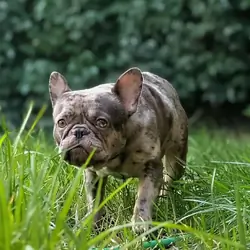 Merle French Bulldog