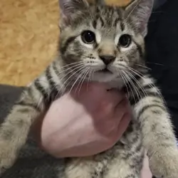 Kittens available