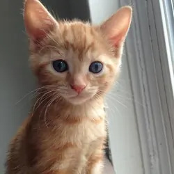 Kitten