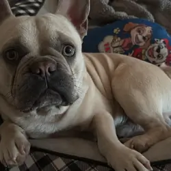 French bulldog