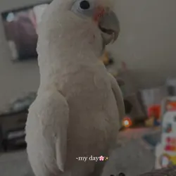 4-year-old Goffin Cockatoo looking for a loving ho