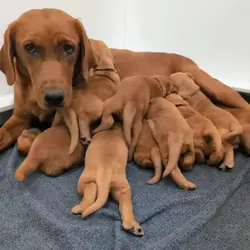 Red labrador retriever puppies for sale