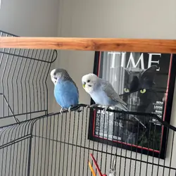 2 budgies with cage