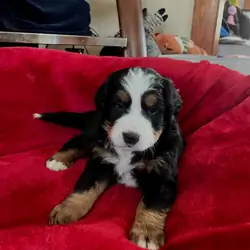 Bernese mountain dog puppies for sale