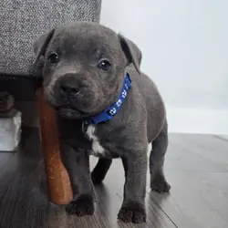 English Staffordshire Bull Terrier Puppies