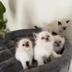 Little ragdoll kittens ready to go