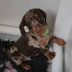 Beautiful miniature dachshunds puppies