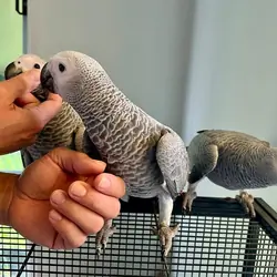 African grey parrots for sale
