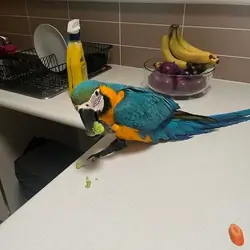 6 Months Old blue and gold macaw parrots